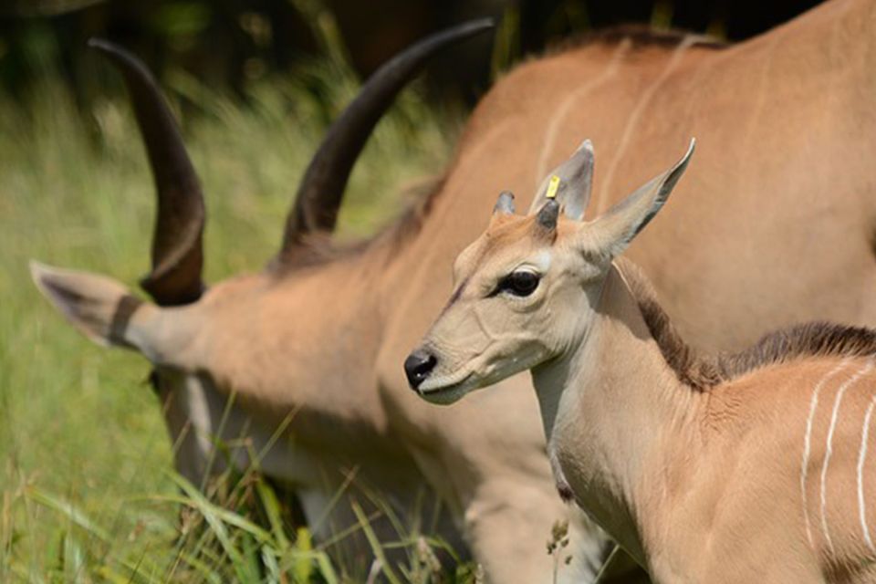 Image number 1 for Big Five Luxury Safari In Tanzania