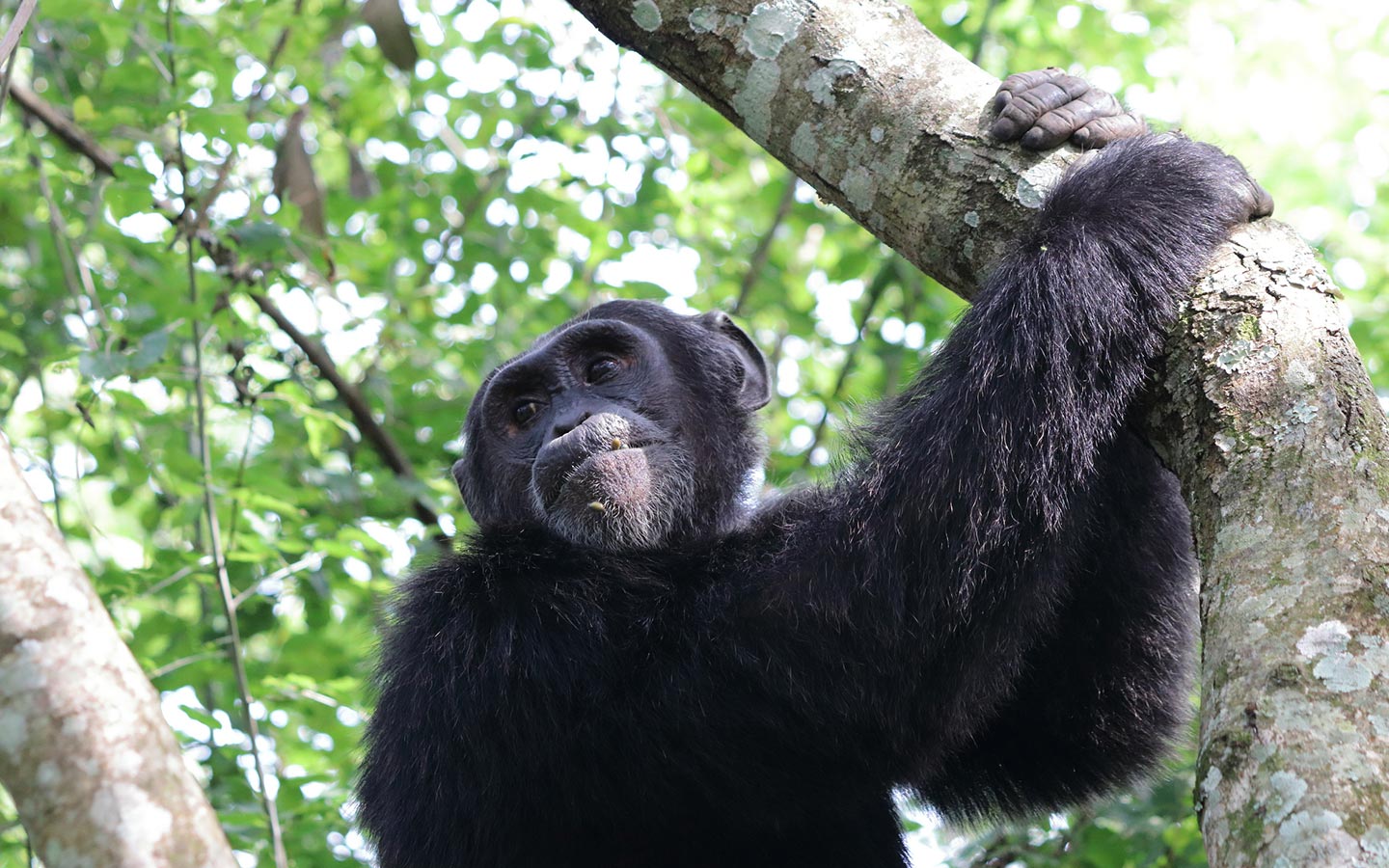 Image number 2 for Kibale Forest Chimp Tracking Safari
