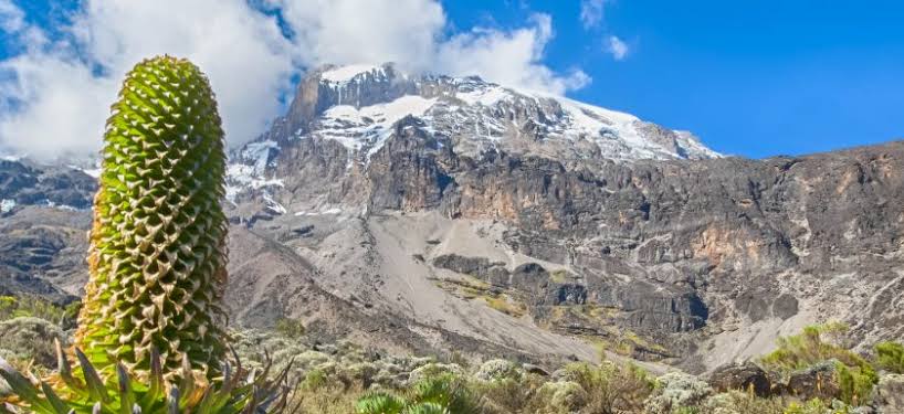 Image number 7 for Kilimanjaro Trek Lemosho Route 7day Trek 9day Tour