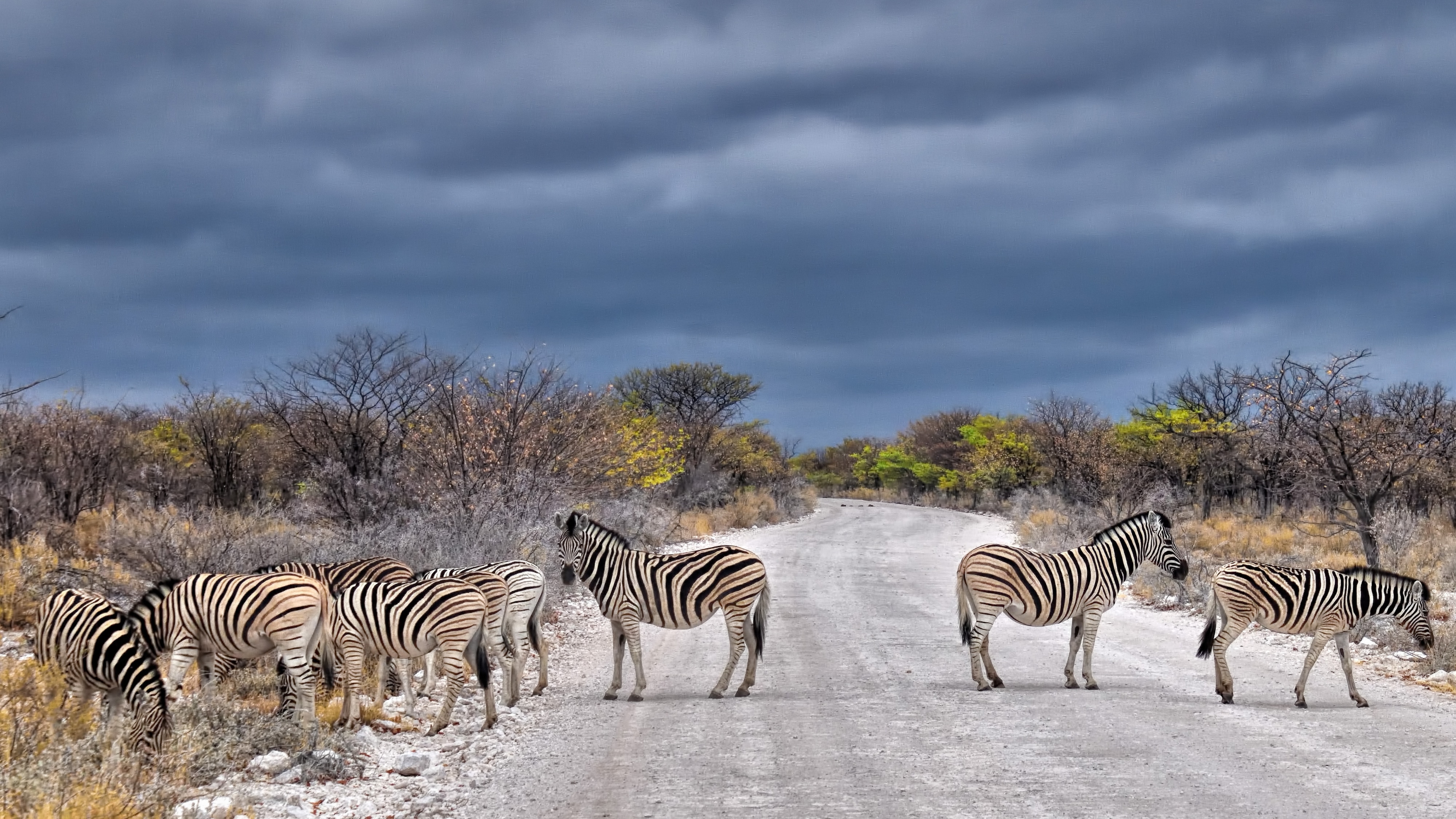 Image number 1 for 6 Days Calving-great Migration 