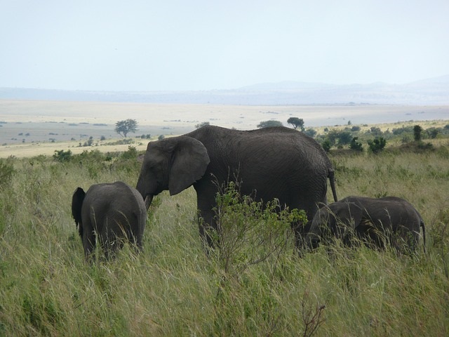 Image number 3 for 2-day Tanzania Safari From Arusha