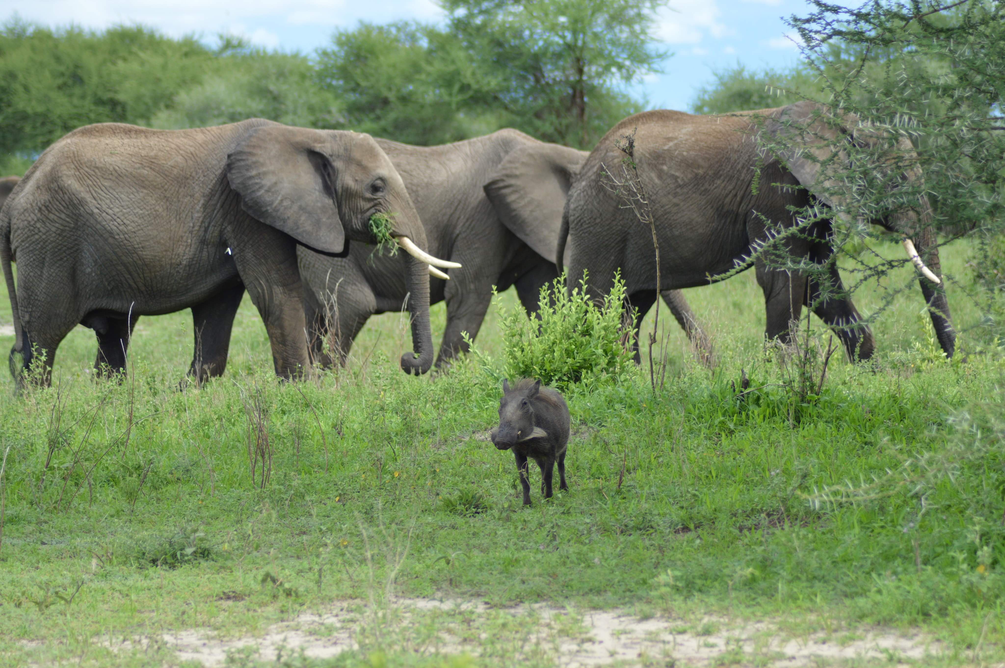 Image number 17 for 5-day Safari Experience