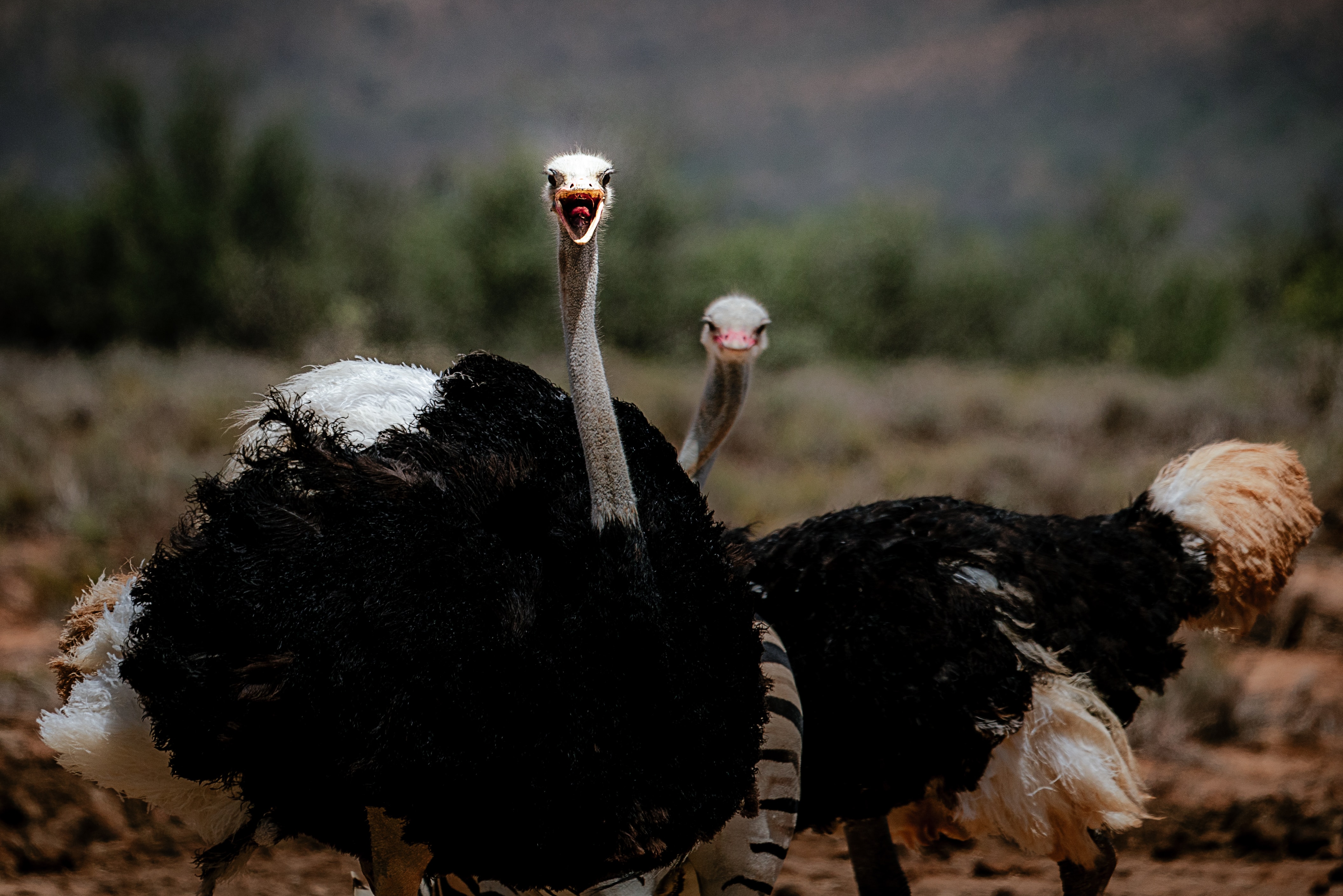 Image number 1 for 3 Days Tanzania Private Safari Tarangire