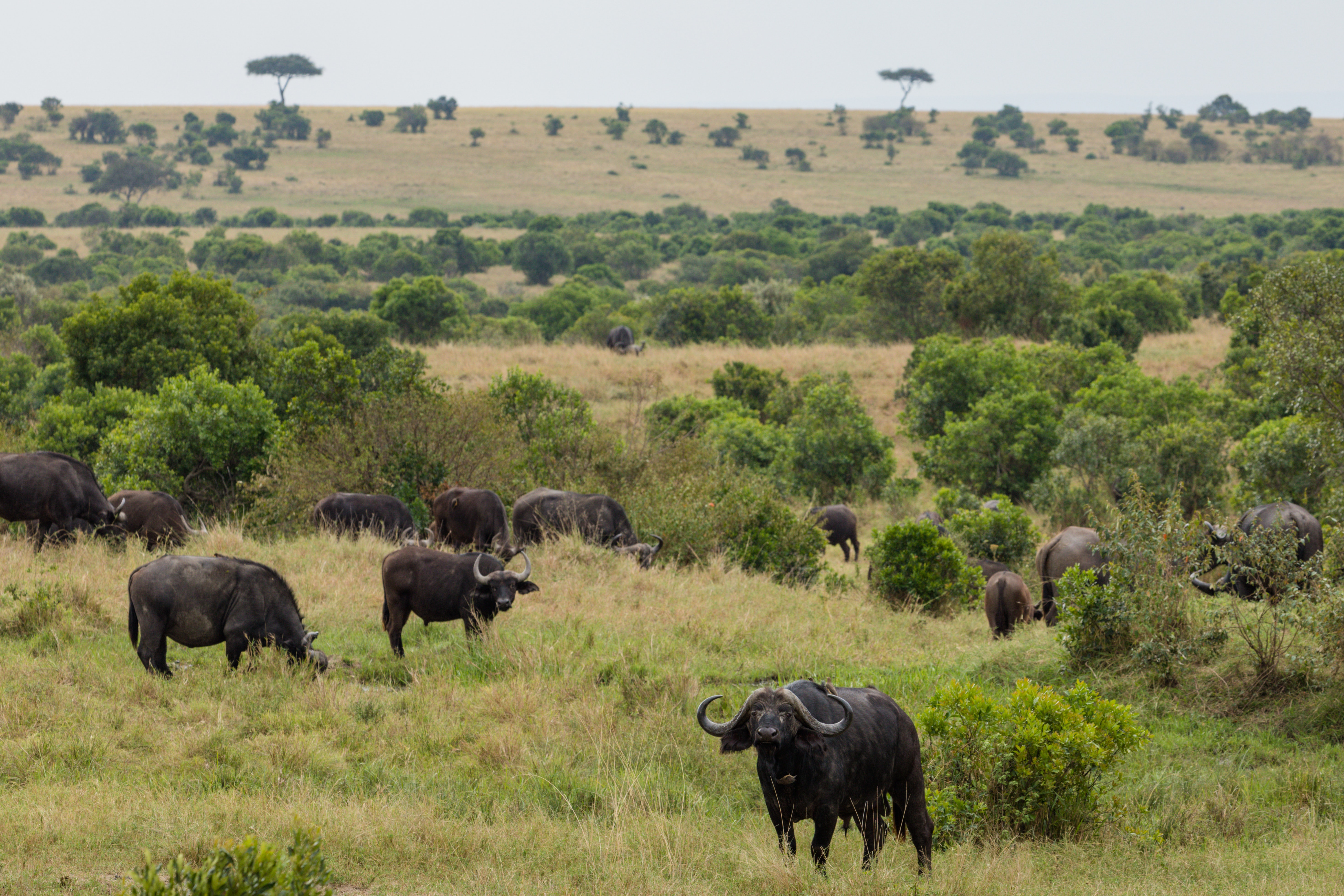 Image number 3 for 5 Days Serengeti  Migration Tour