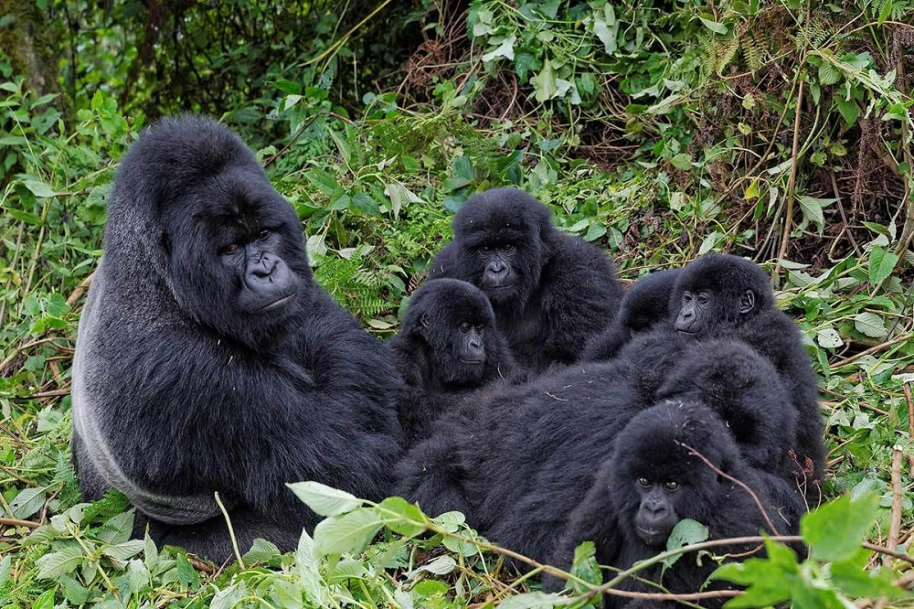 Image number 2 for 11 Days Best Of Uganda Safari