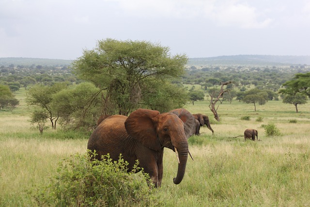 Image number 3 for 3 Days Serengeti Migration Safari