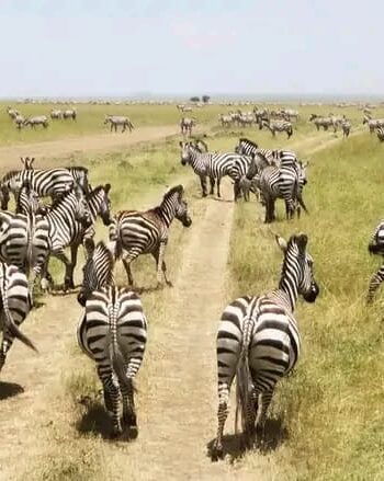 Image number 2 for 3 Days Ngorongoro Safari