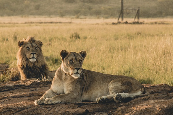 Image number 8 for Wild Escape: Samburu & Aberdares Safari Adventure