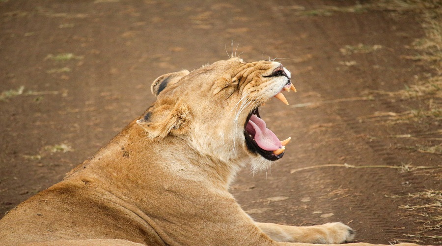 Image number 2 for 5 Days Tanzania Sharing Safari Tour Package 