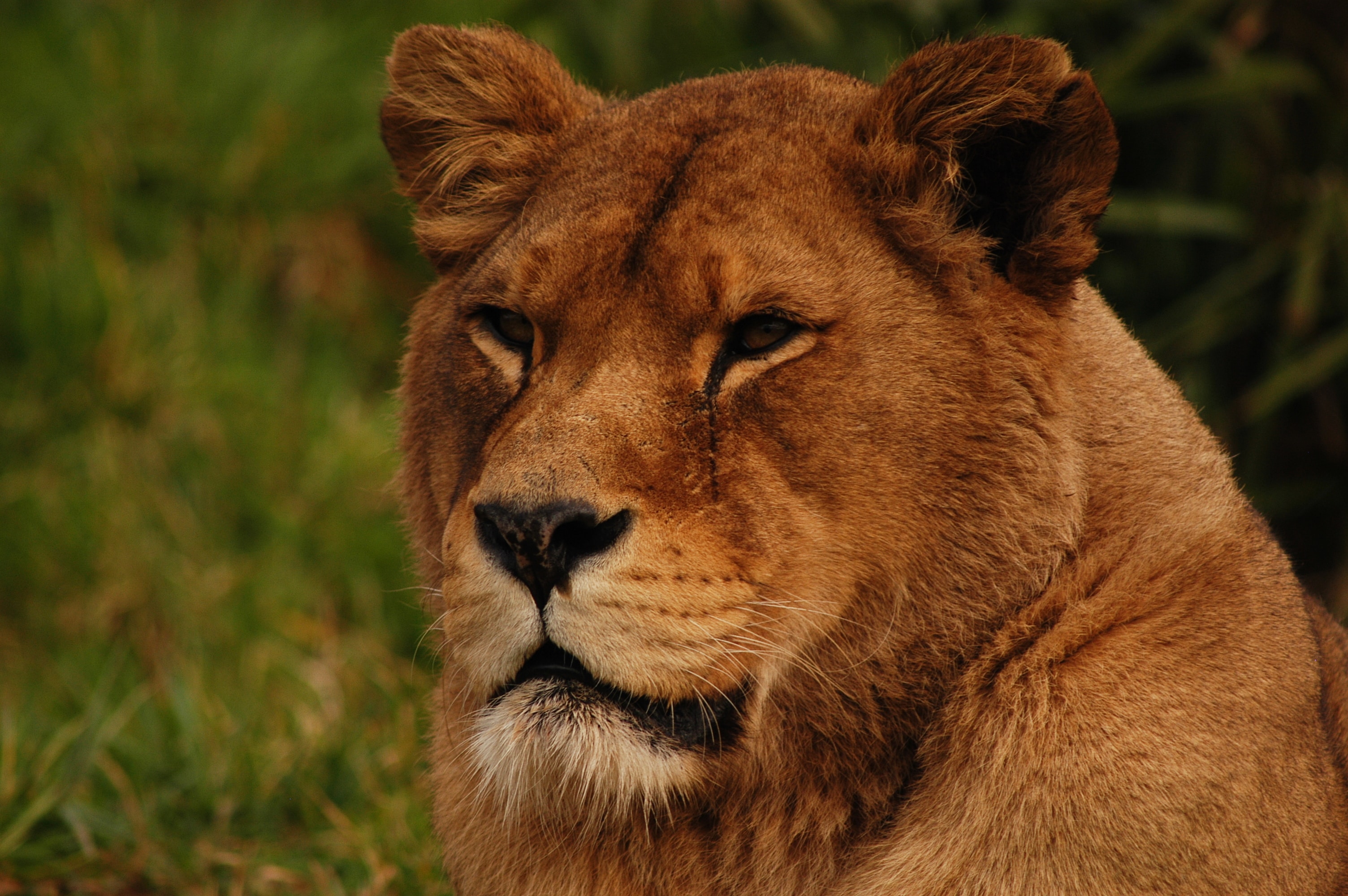 Image number 1 for 4 Days Ndutu Area Ngorongoro January 