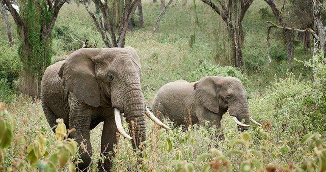 Image number 1 for 1 Day Tanzania Sharing Safari-ngorongoro