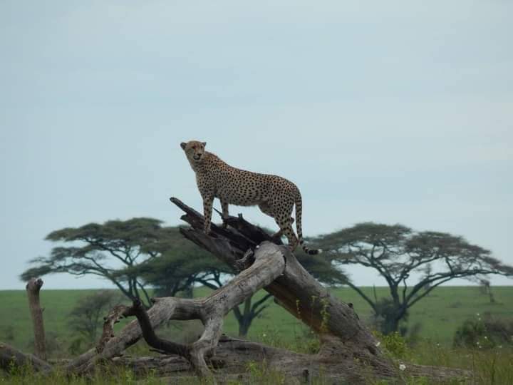 Image number 3 for Six Days Memorable Tanzania Safari