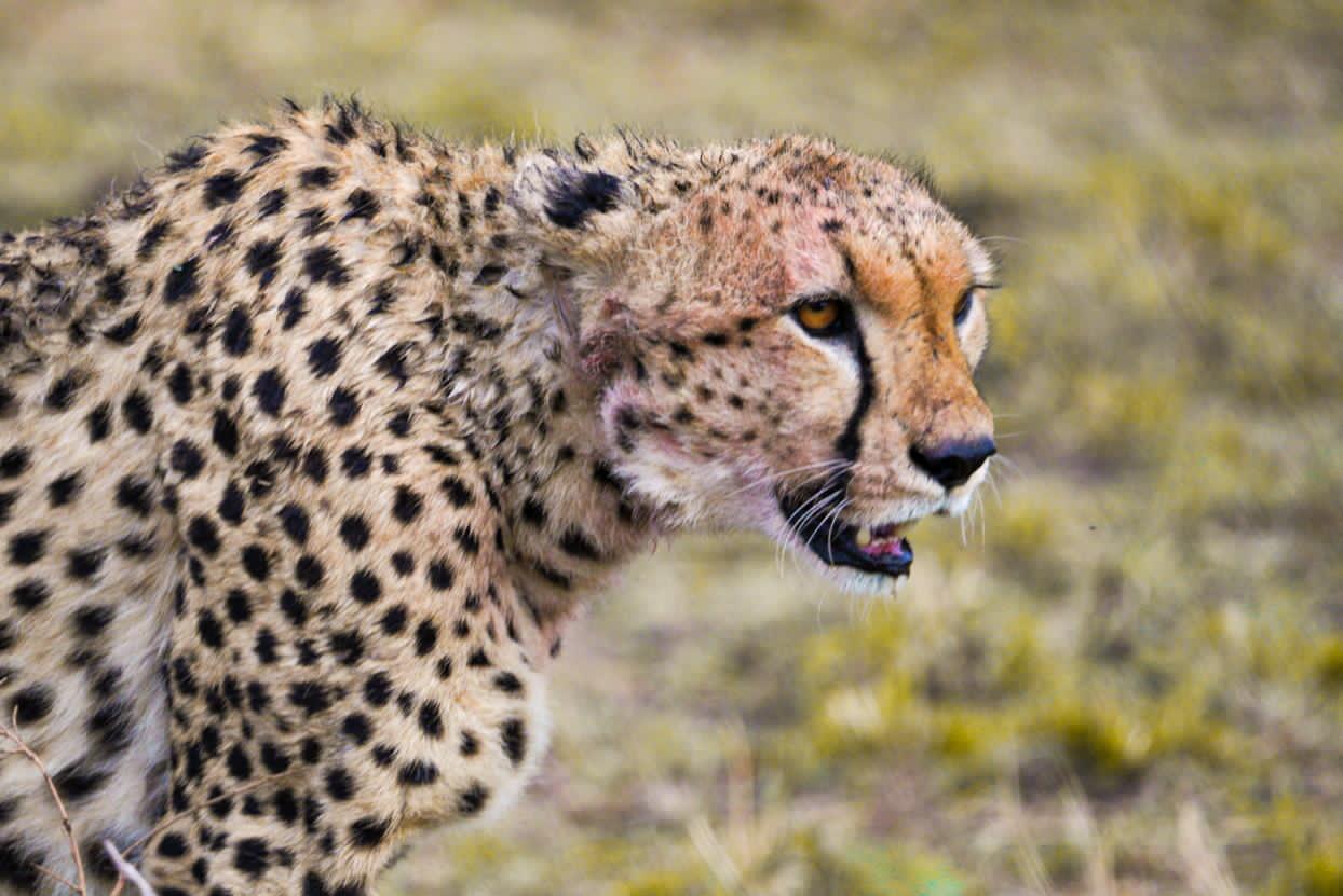 Image number 7 for  Serengeti Budget Safari With Big Five