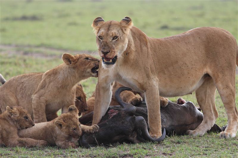 Image number 3 for Wild Kenya: 4-day Safari In Samburu & Ol Pejeta