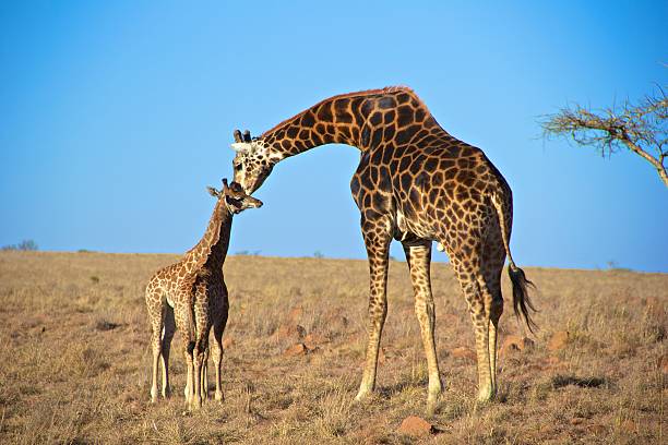 Image number 2 for 2 Days Tarangire & Ngorongoro Adventure