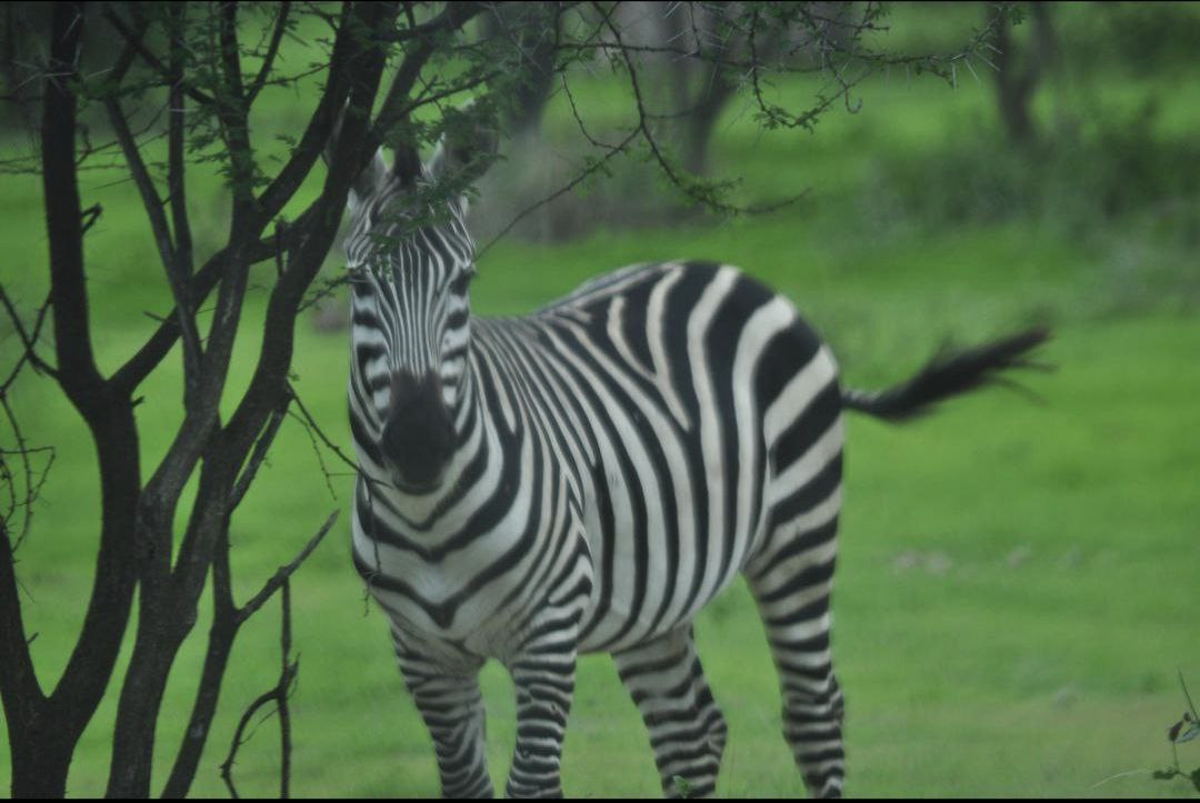 Image number 4 for 2 Days Tarangire And Lake Manyara Tour 