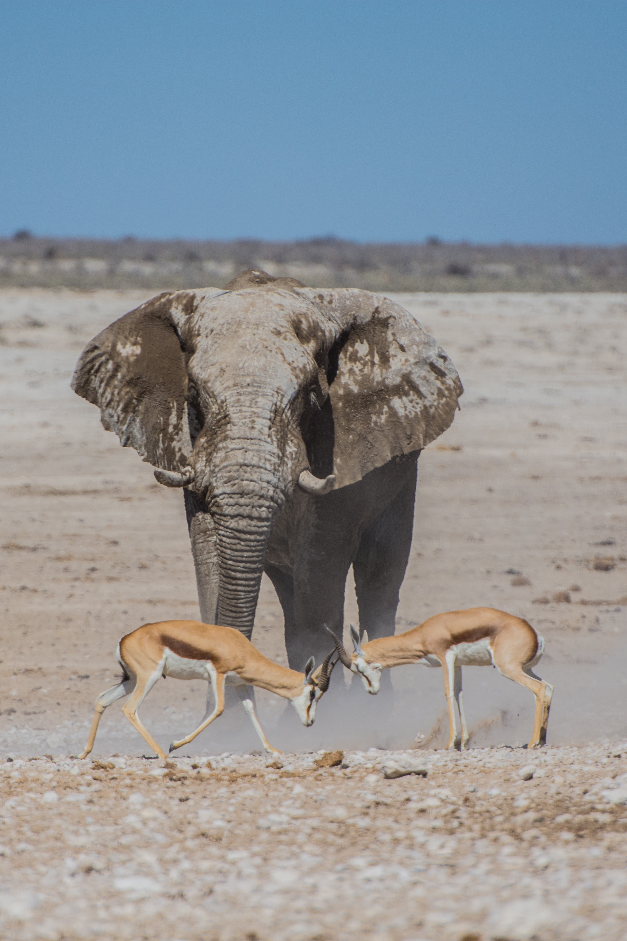 Image number 1 for 4 Days Calving Season Serengeti 