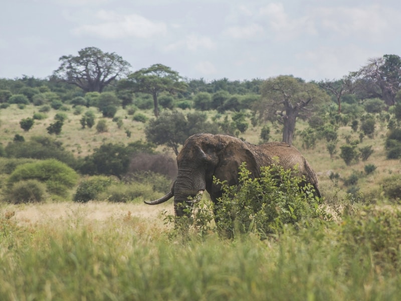 Image number 1 for  Authentic Nyerere National Park