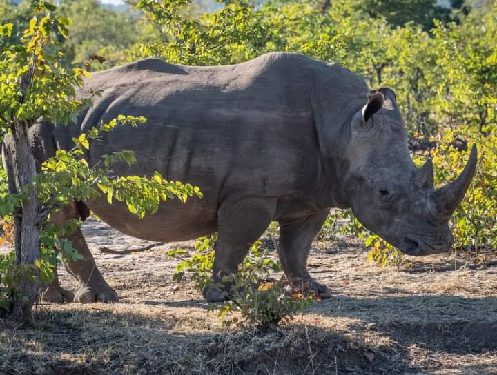 Image number 5 for The Ultimate 6-day Safari: Aberdares To Masai Mara