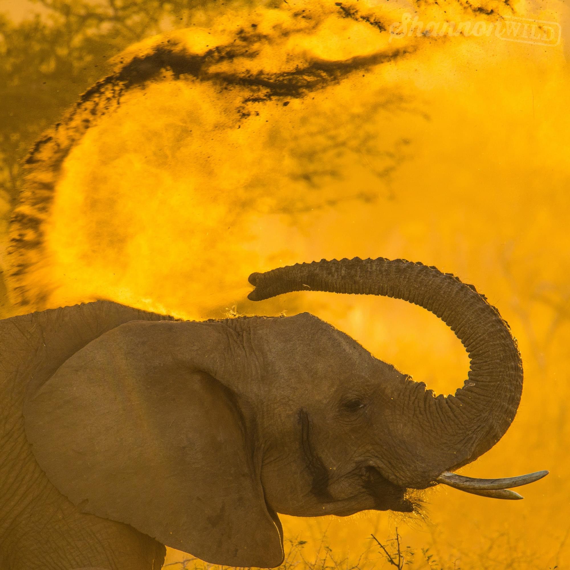 Image number 6 for  5 Days Manyara Ngorongoro Serengeti