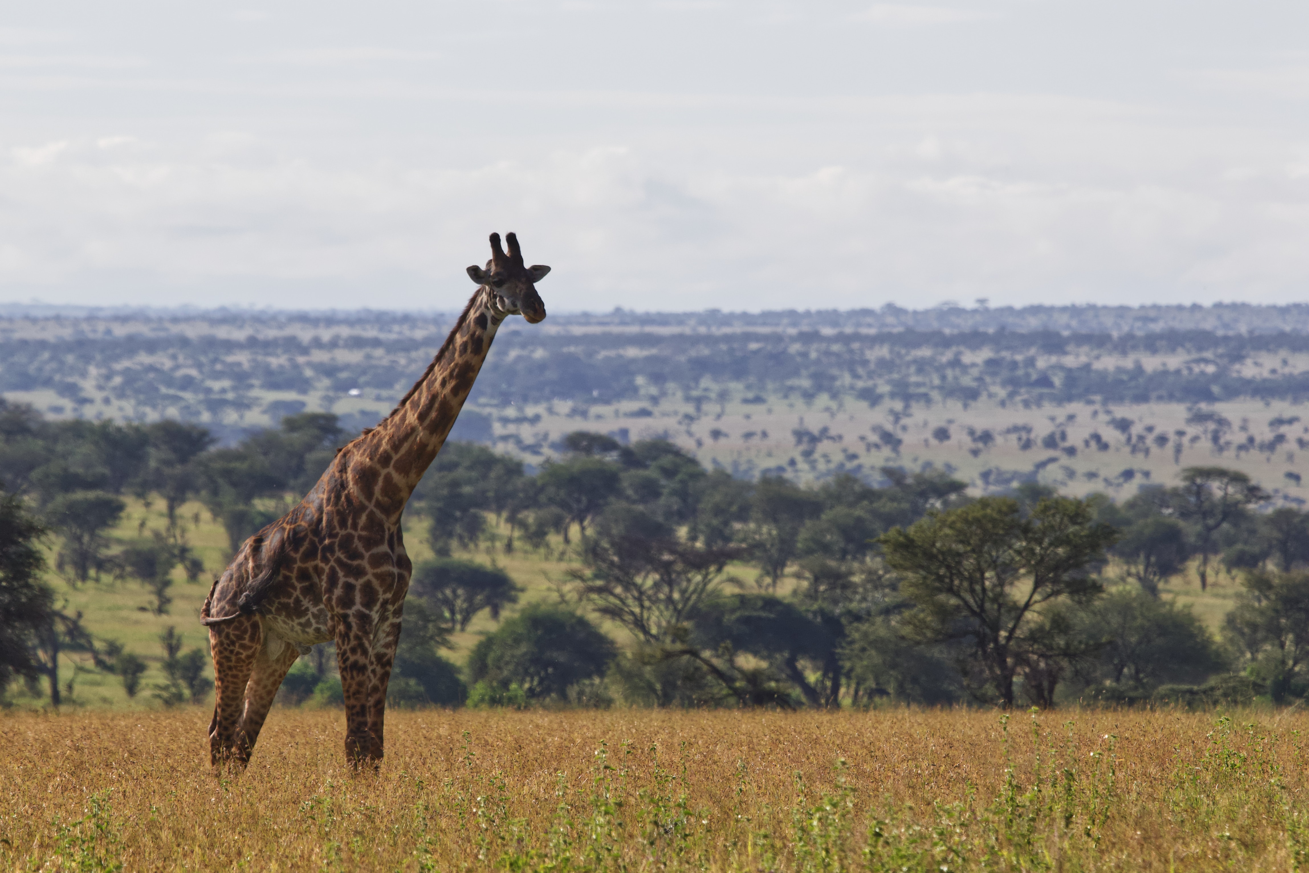 Image number 5 for 4 Days Tanzania Sharing Safari