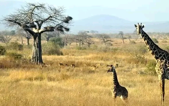 Image number 7 for Day Trip To Mkomazi National Park 