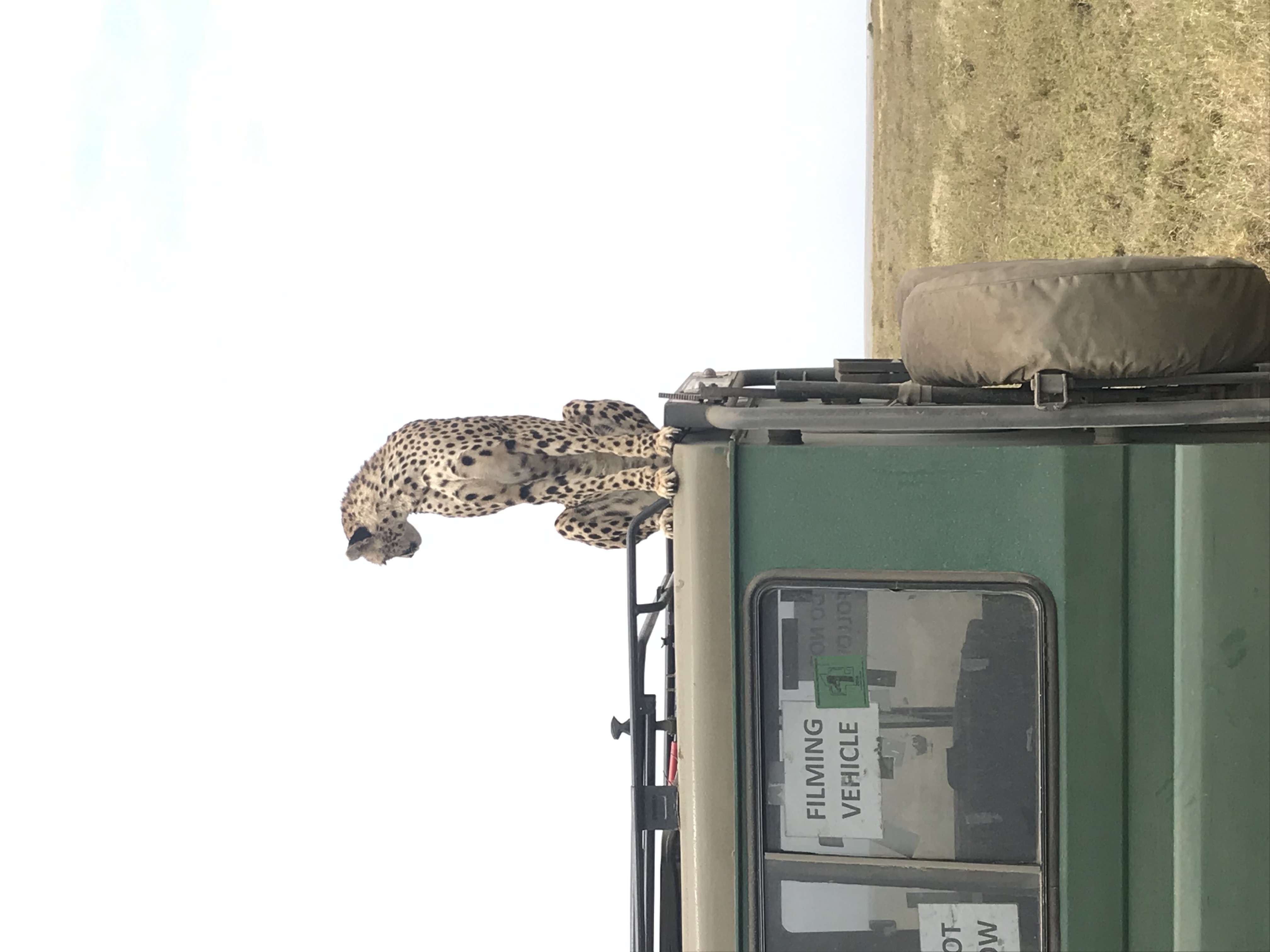 Image number 10 for The Highlight Of Tanzania Safari 