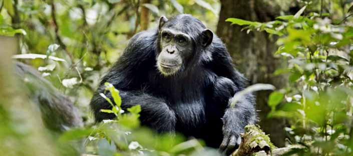 Image number 1 for Chimpanzee Tracking Safari