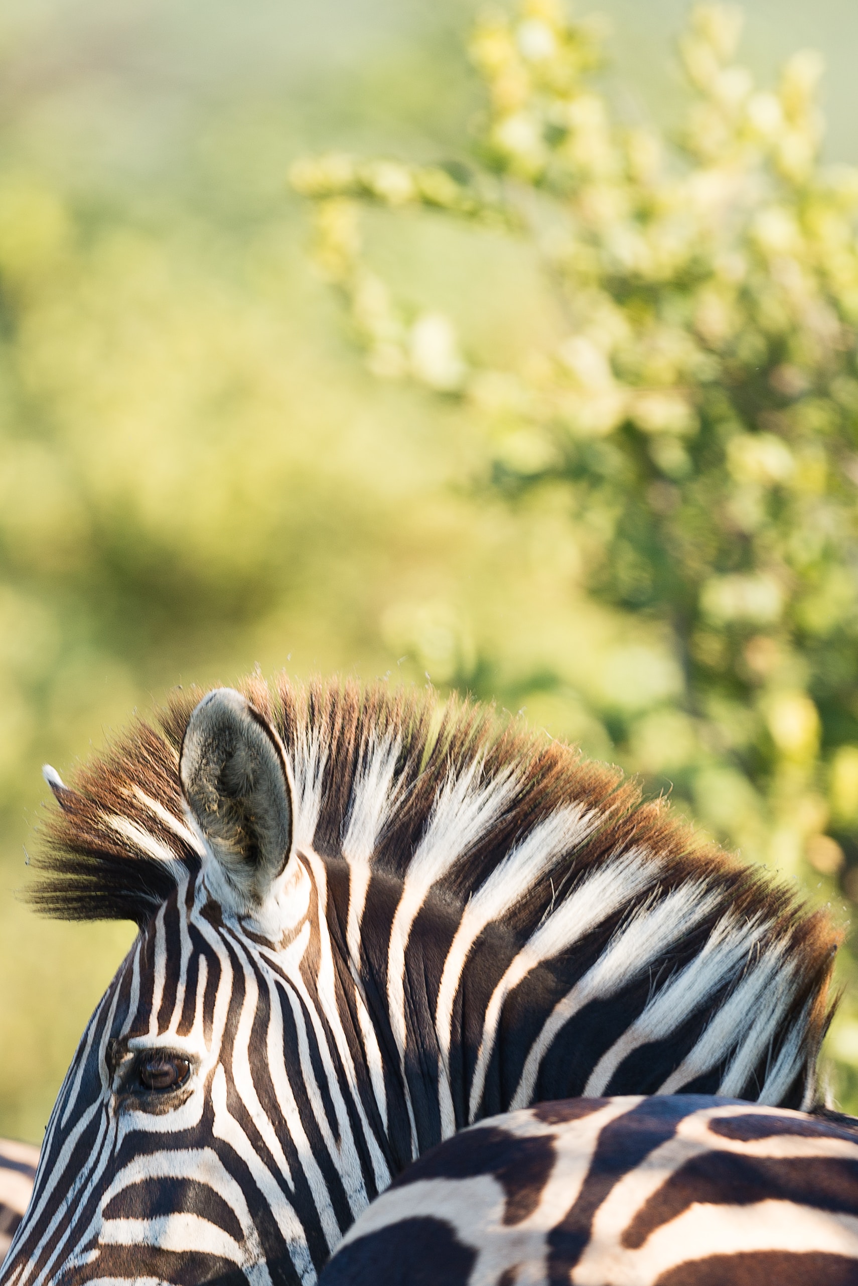 Image number 1 for 4 Days Serengeti Migration 