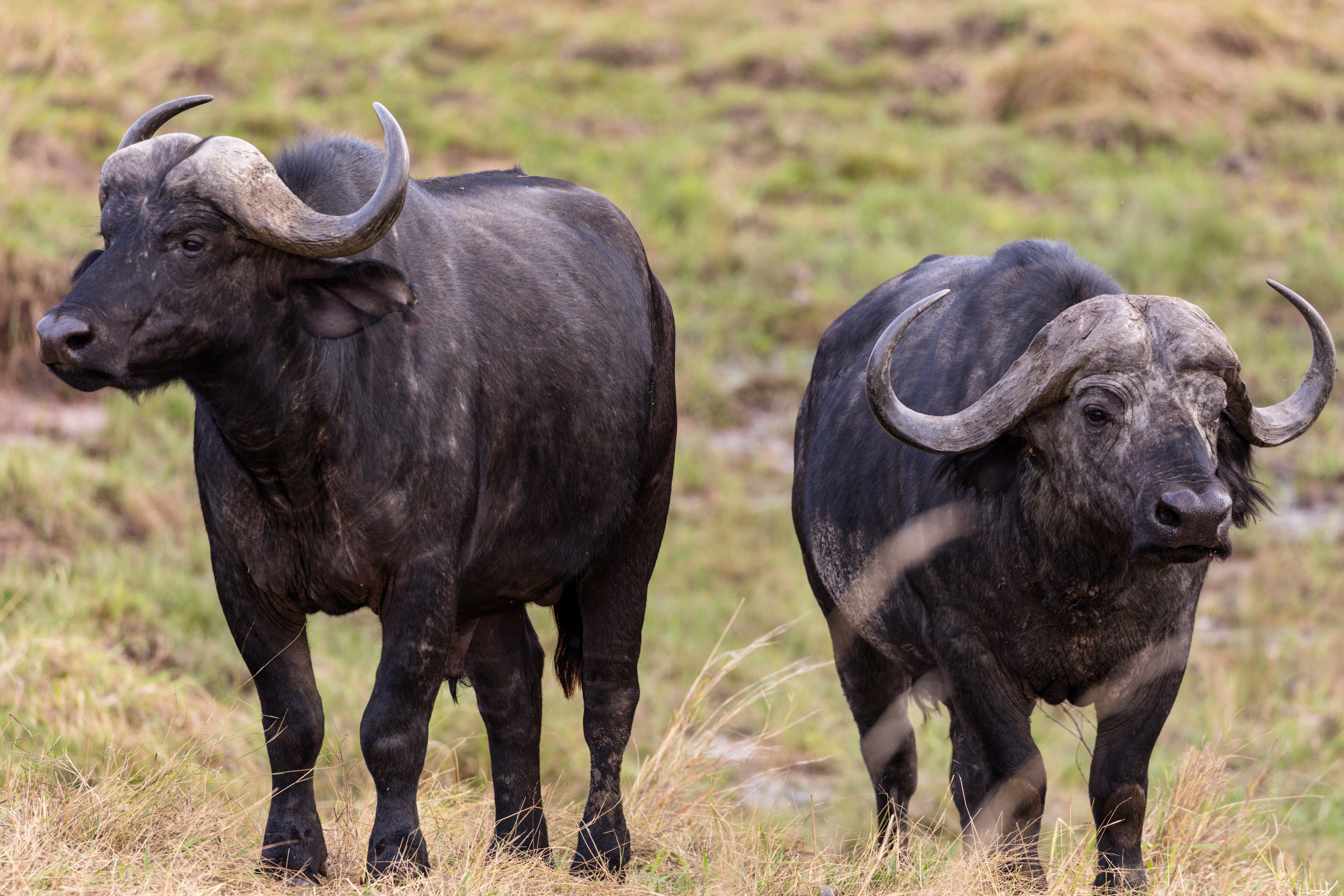 Image number 1 for 9 Days Serengeti Migration 