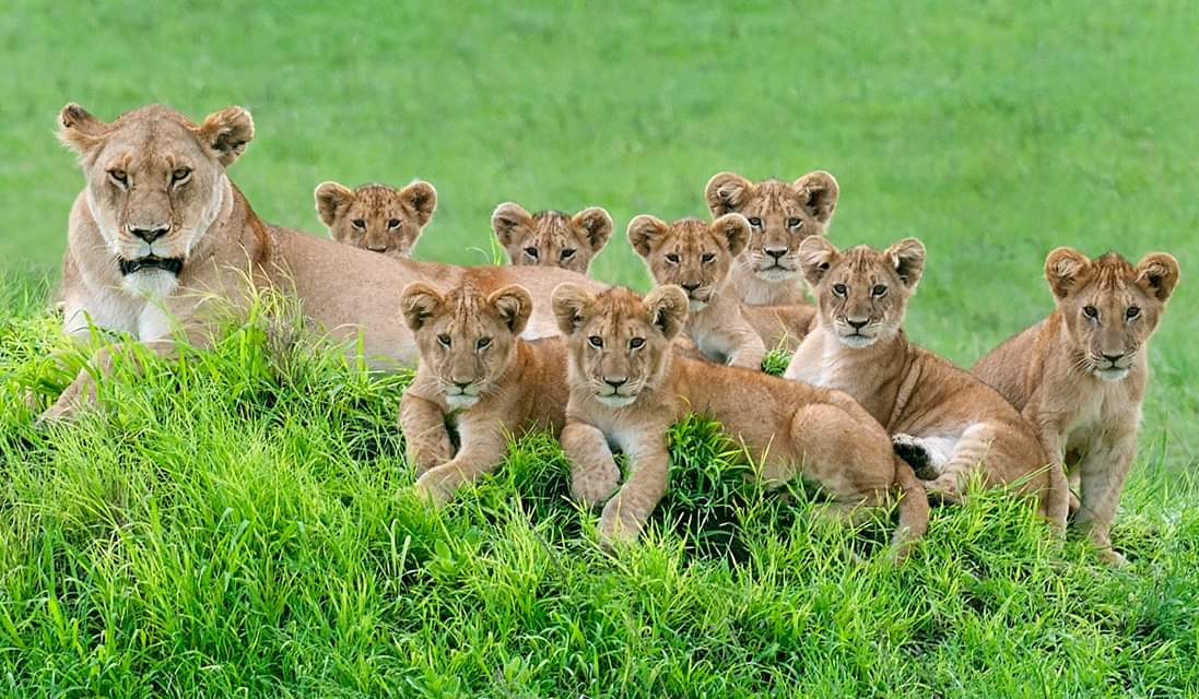 Image number 2 for Lake Manyara, Ngorongoro & Tarangire National Park