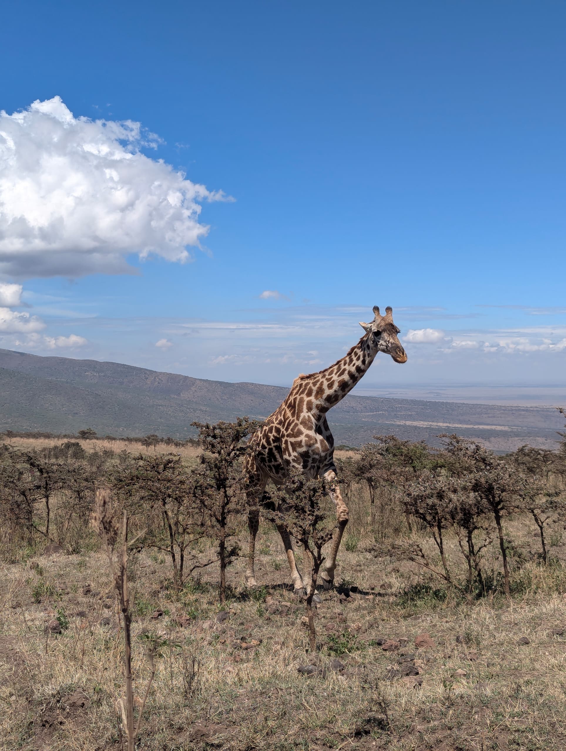 Image number 10 for 7-day Northern Tanzania Safari (simba)