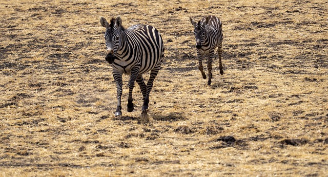 Image number 3 for 4- Days Lovely Tanzania Safari