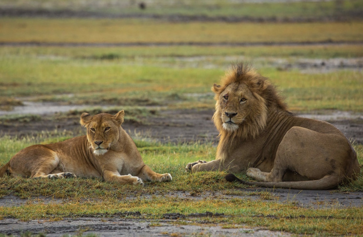 Image number 8 for  8 Days Tanzania’s Serengeti And Katavi