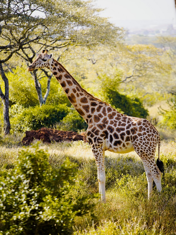 Image number 3 for Tanzania 3 Days Safari 