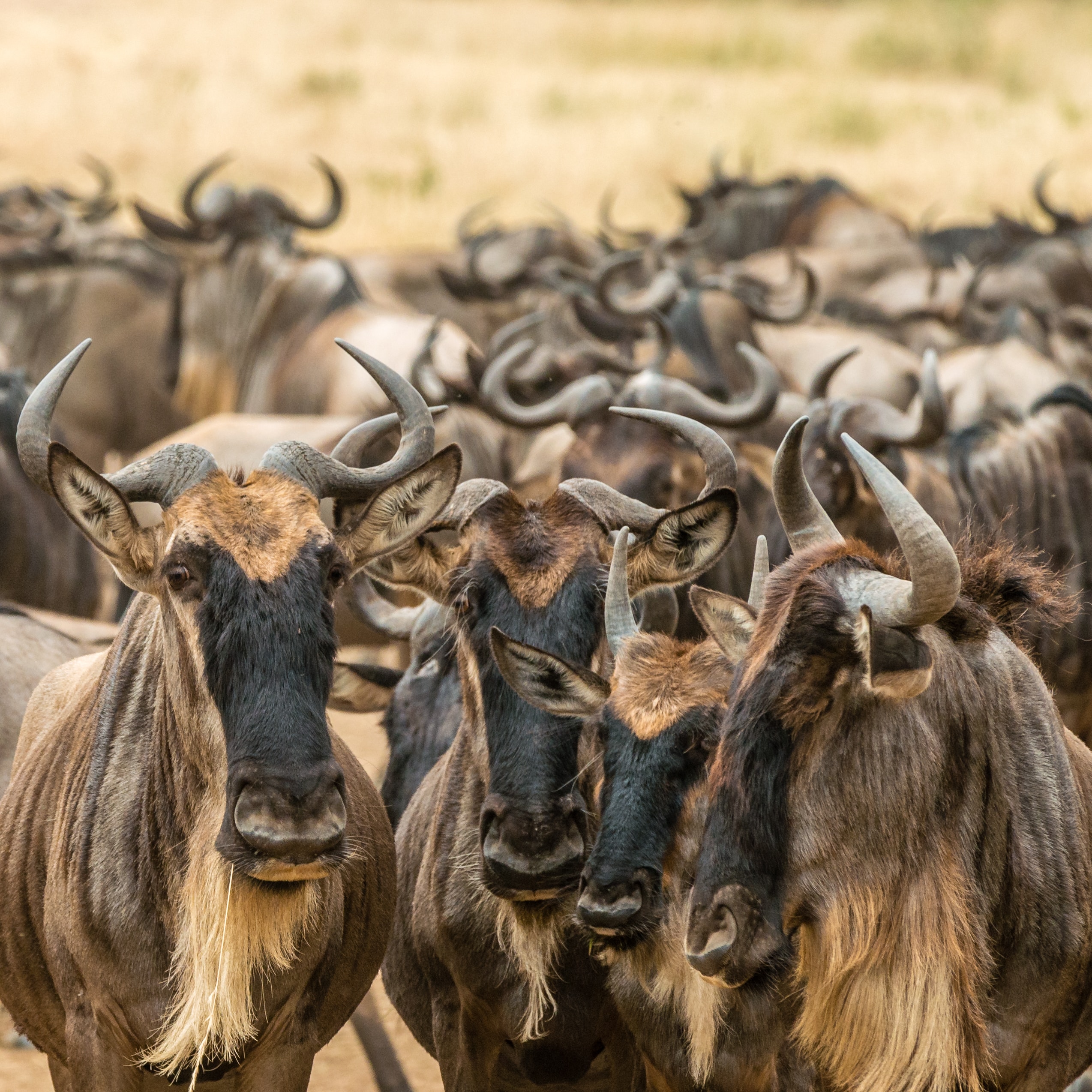 Image number 1 for  8 Days   Serengeti Migration Safari