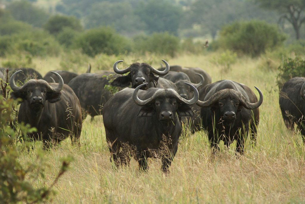 Image number 7 for Discover Tsavo: A 3-day Private Safari Experience