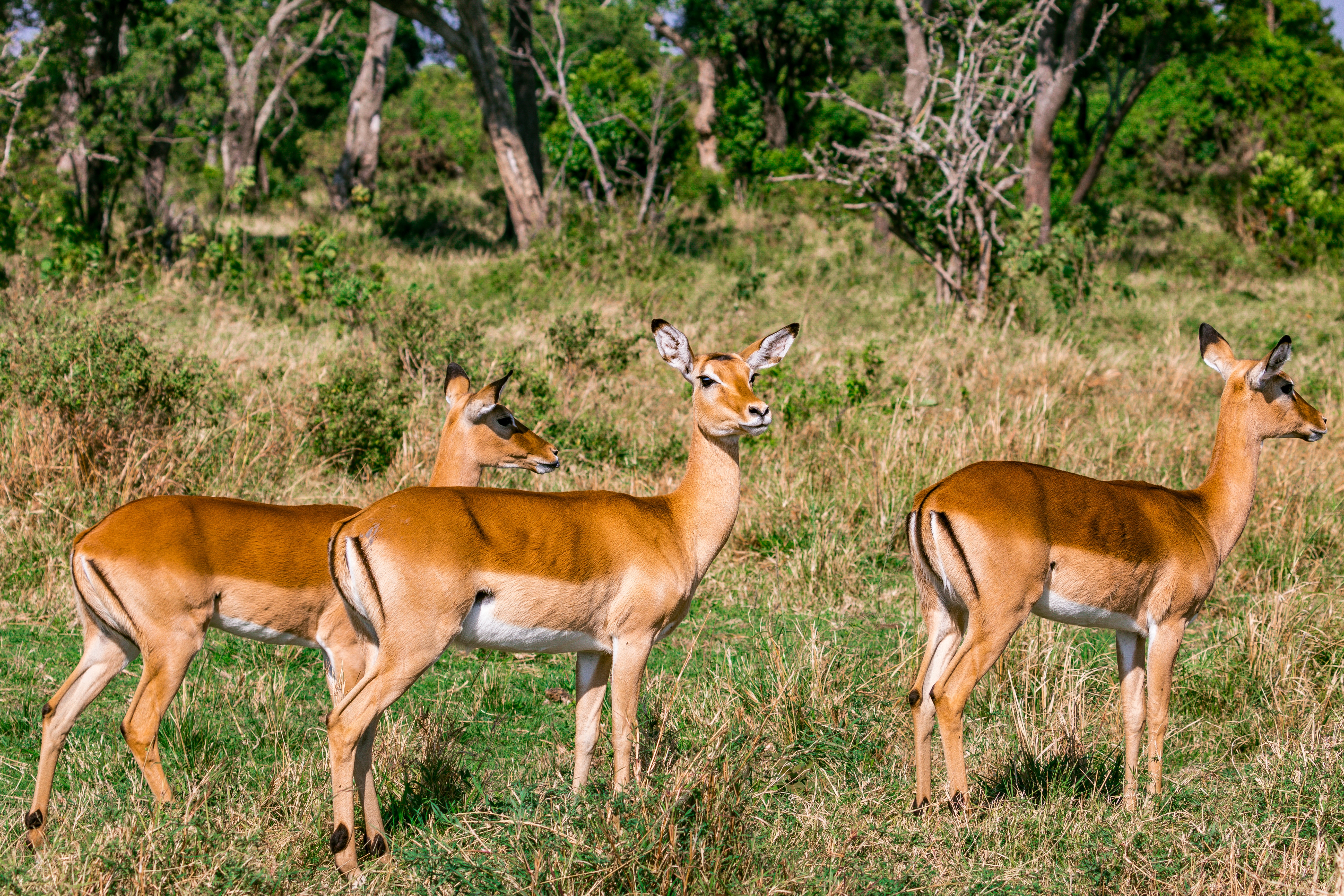 Image number 1 for 5 Days Serengeti Safari 