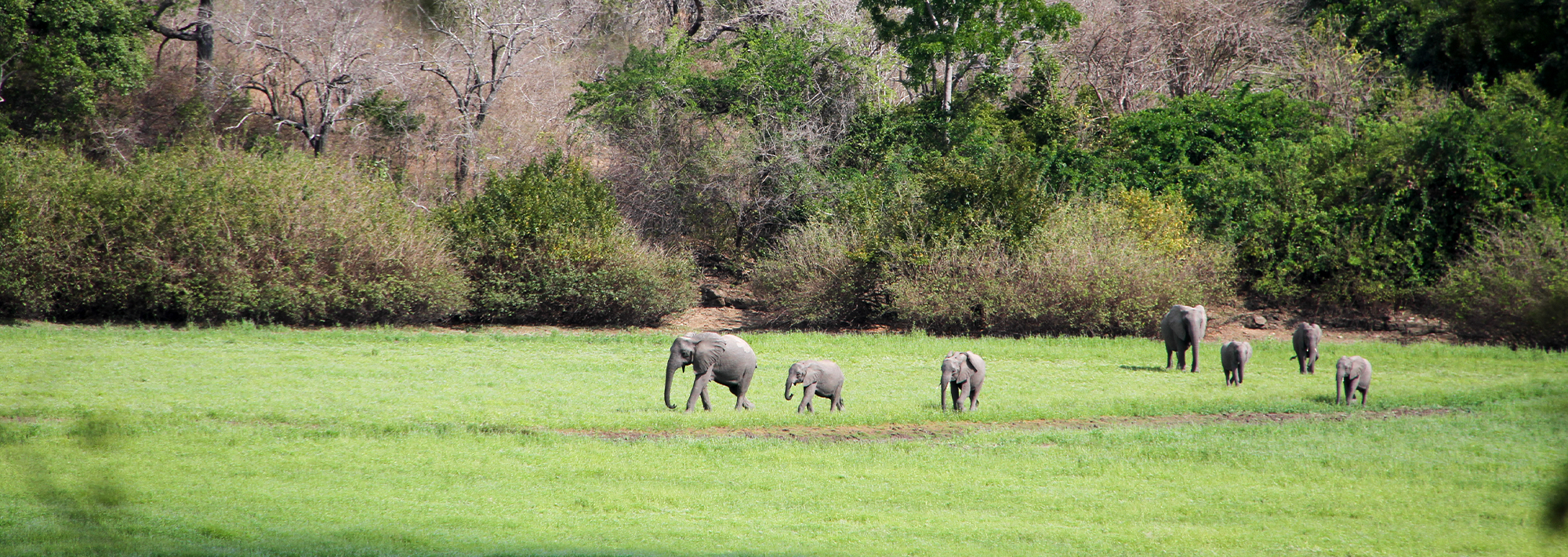 Image number 3 for 5 Days Ruaha National Park