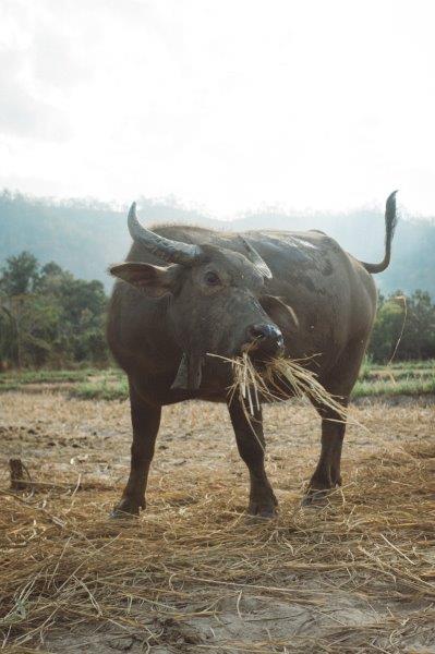 Image number 3 for 3 Days Tanzania Sharing Safari