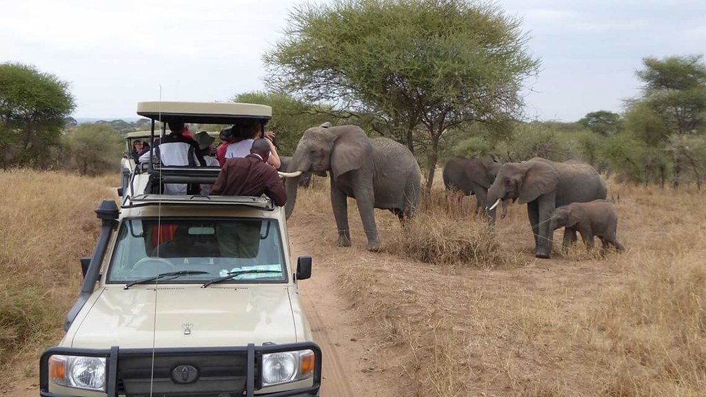 Image number 1 for 2 Days Tanzania Private Safari Manyara 