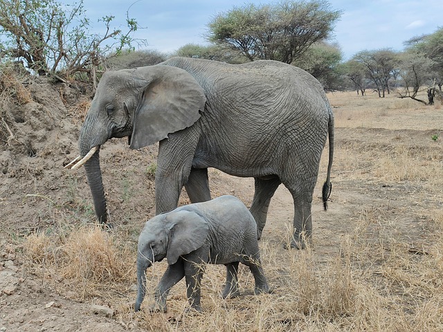 Image number 3 for The Best 3 Days Tanzania Safari