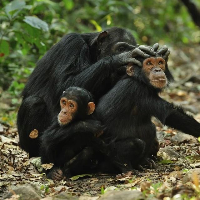 Image number 1 for Wonderfully Chimpanzee Trekking