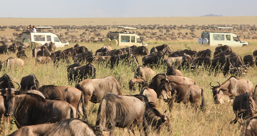 Image number 1 for 5 Days Tanzania Sharing Safari  Manyara 