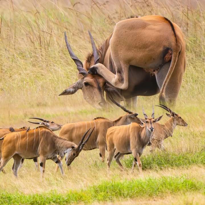 Image number 8 for Wildlife & Lakes: 2-day Rift Valley  Experience