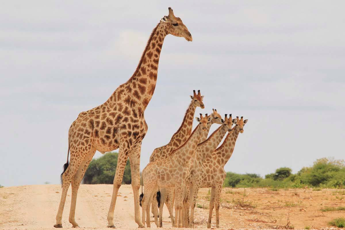 Image number 4 for 10 Days Safari - Northern Tanzania