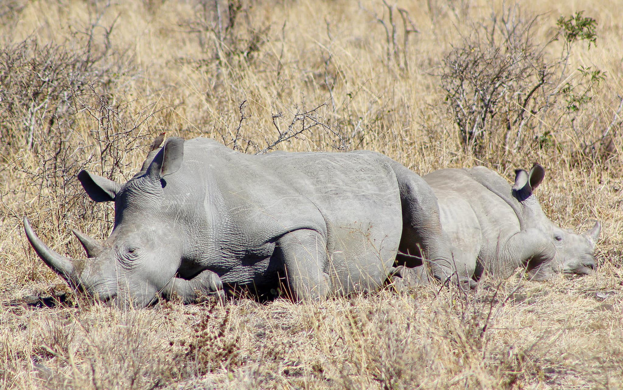 Image number 2 for Kenya’s Big Five Adventure: Samburu To Aberdares