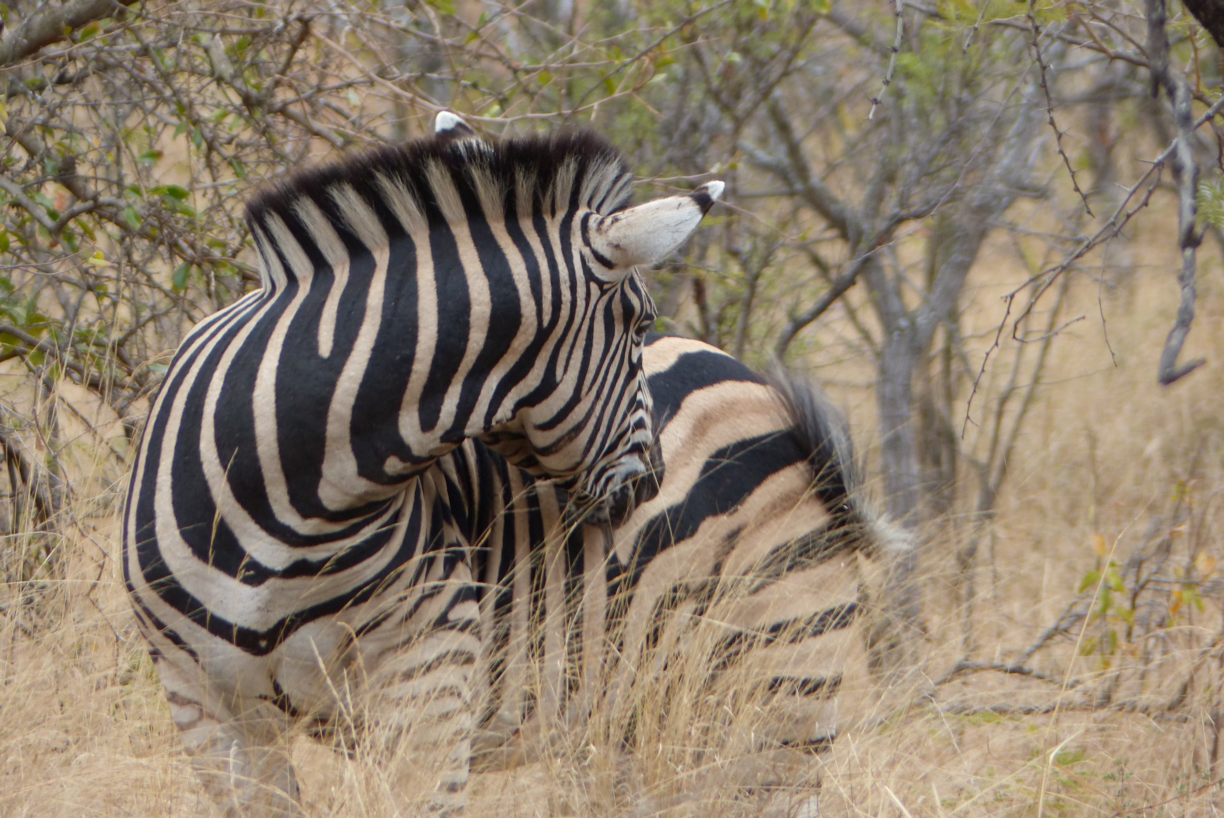 Image number 3 for  5 Days Ndutu Area Serengeti Migration 