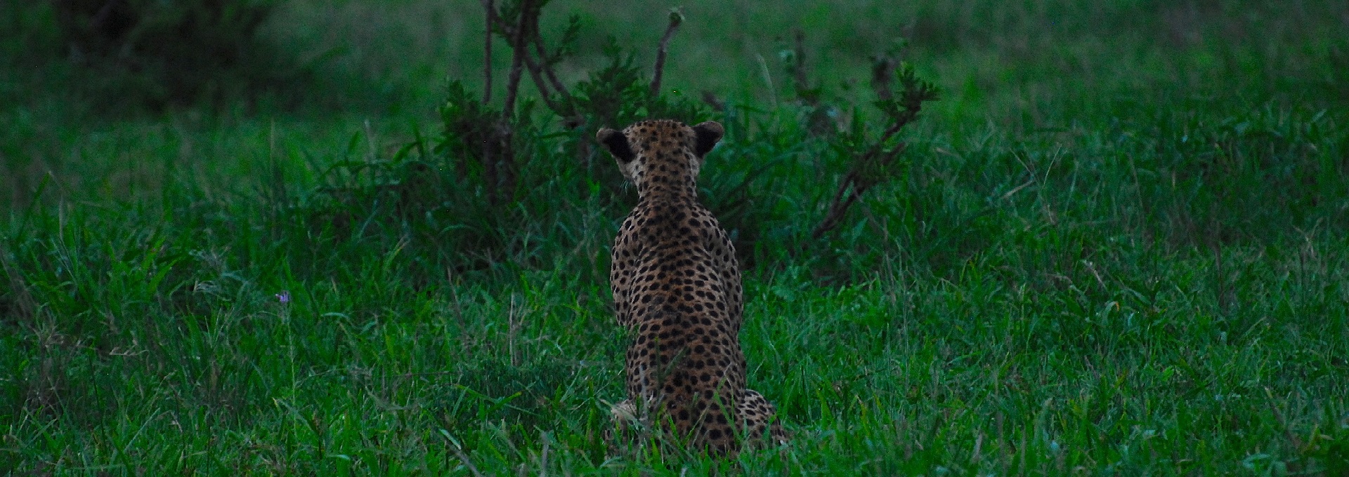 Image number 1 for 3 Days Serengeti Migration Fly In 