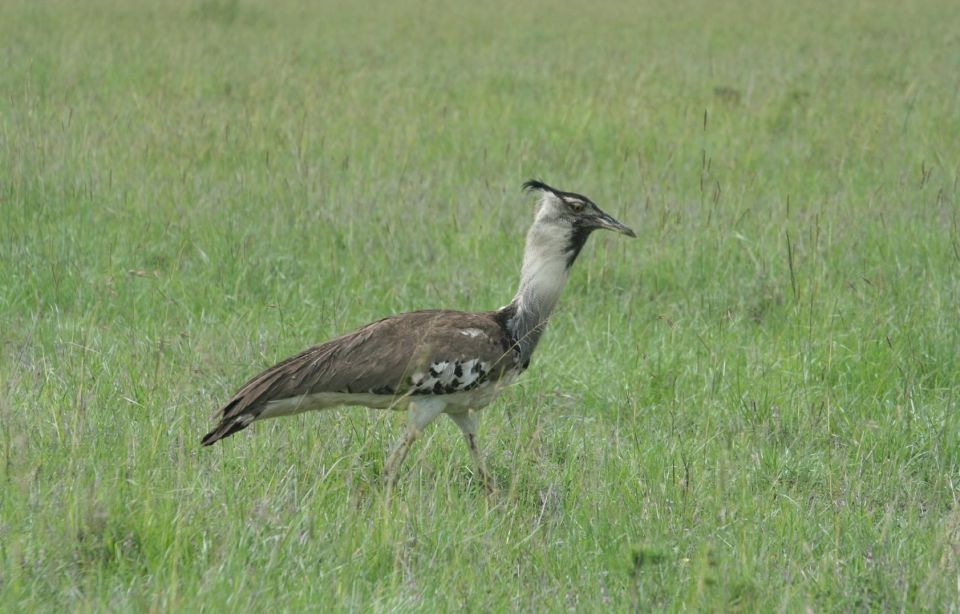 Image number 7 for Kenya's Best  6-day Safari Samburu To Masai Mara